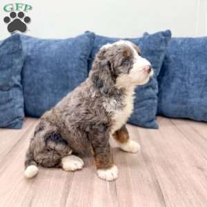 Ringo, Mini Bernedoodle Puppy