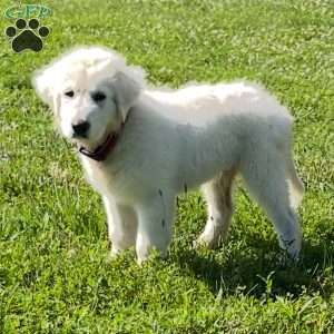 Royal, Maremma Sheepdog Puppy