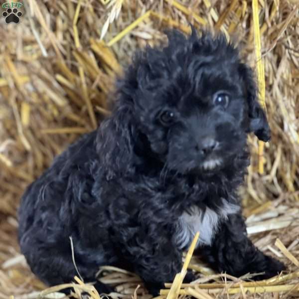 Tina, Cavapoo Puppy
