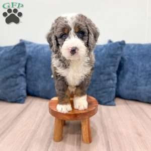 Ringo, Mini Bernedoodle Puppy