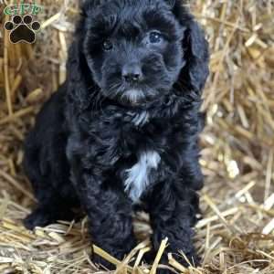 Timber, Cavapoo Puppy