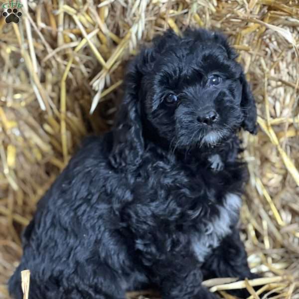 Timber, Cavapoo Puppy