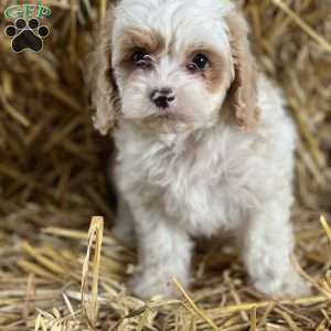 Tiana, Cavapoo Puppy