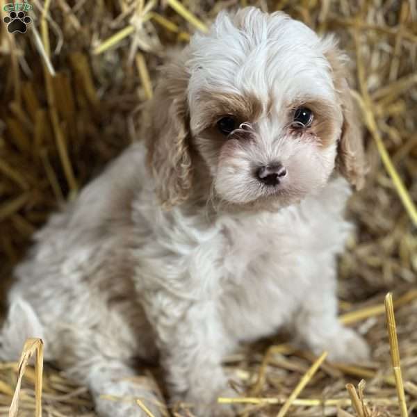 Tiana, Cavapoo Puppy