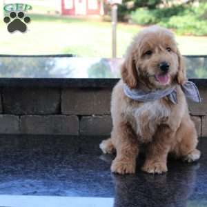 Bo, Goldendoodle Puppy