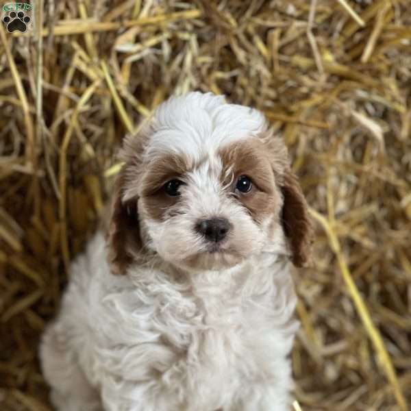 Toto, Cavapoo Puppy