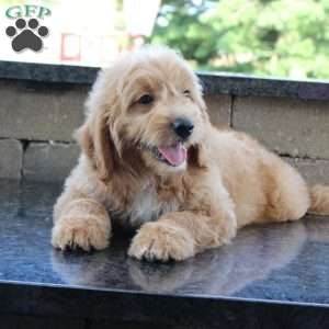 Bo, Goldendoodle Puppy
