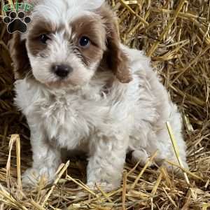 Toto, Cavapoo Puppy