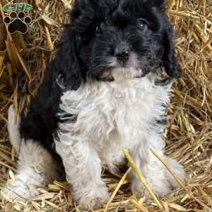 Twix, Cavapoo Puppy