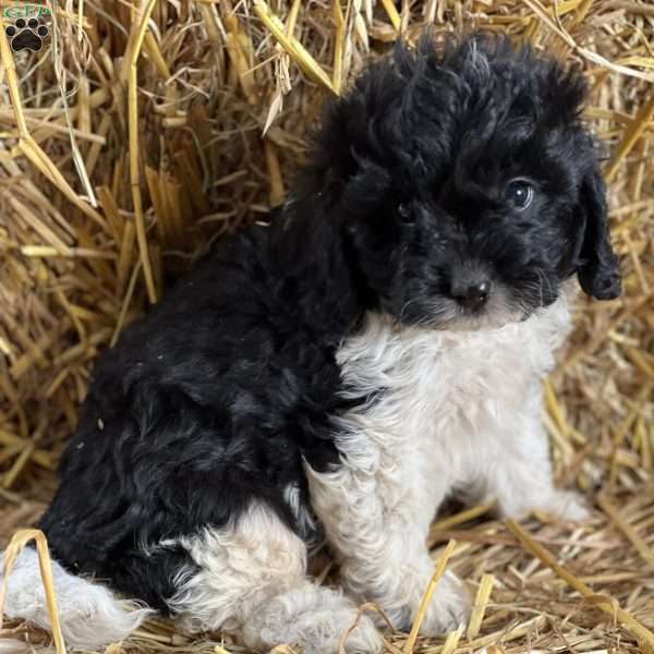 Twix, Cavapoo Puppy