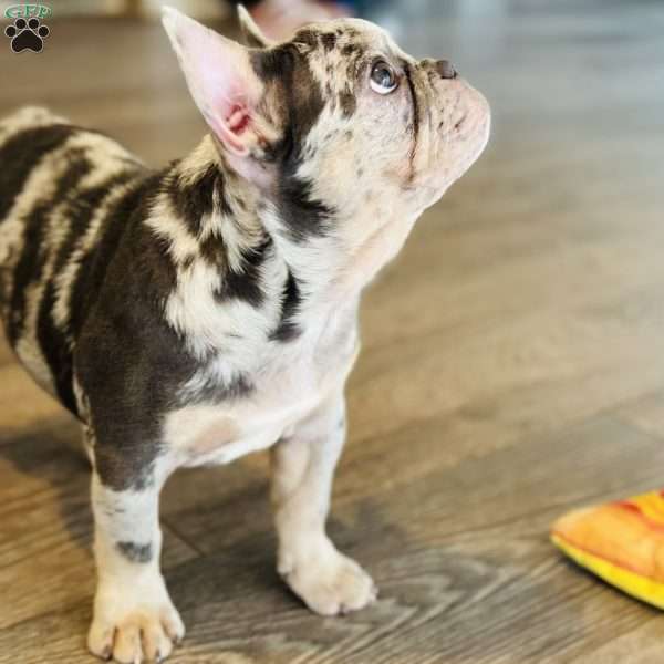 Mink, French Bulldog Puppy