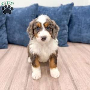 Rusty, Mini Bernedoodle Puppy