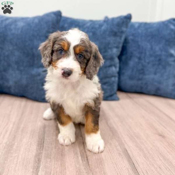 Rusty, Mini Bernedoodle Puppy