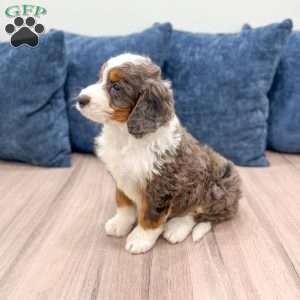 Rusty, Mini Bernedoodle Puppy