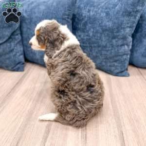 Rusty, Mini Bernedoodle Puppy