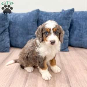 Rusty, Mini Bernedoodle Puppy