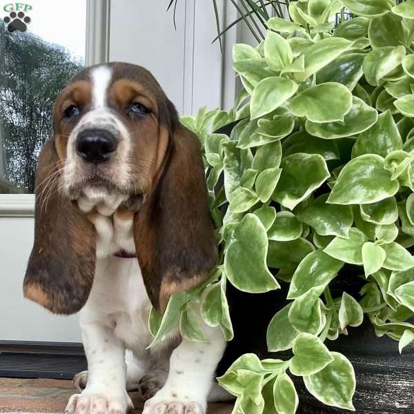 Paisley, Basset Hound Puppy