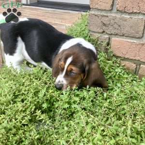 Paisley, Basset Hound Puppy
