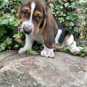 Paisley, Basset Hound Puppy