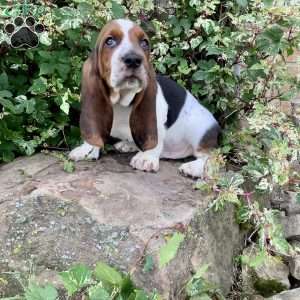 Ralfy, Basset Hound Puppy