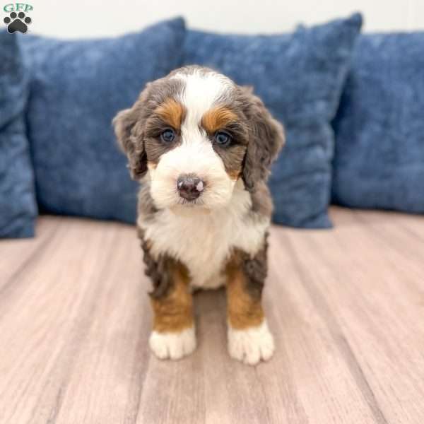 Luna, Mini Bernedoodle Puppy