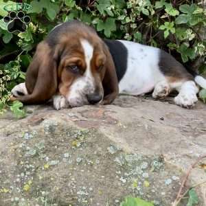 Ralfy, Basset Hound Puppy