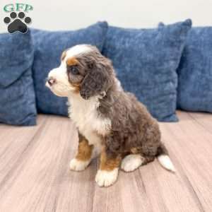 Luna, Mini Bernedoodle Puppy