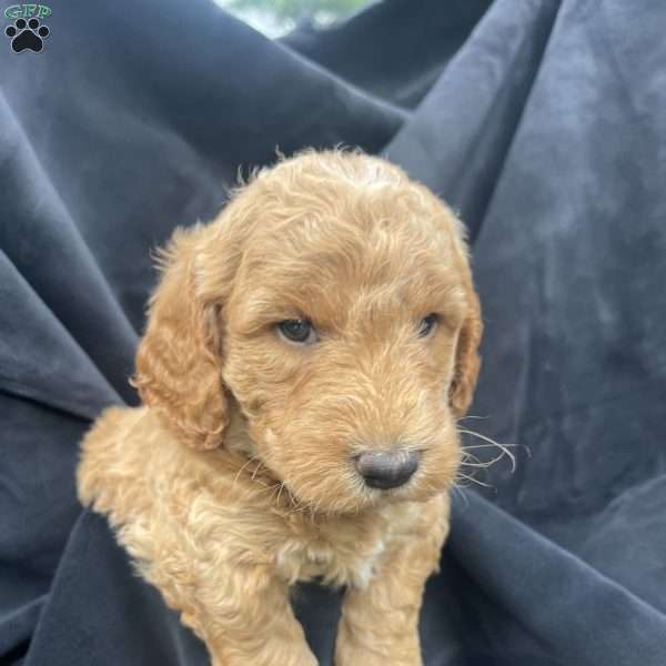 Bobby, Mini Goldendoodle Puppy