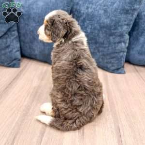 Luna, Mini Bernedoodle Puppy