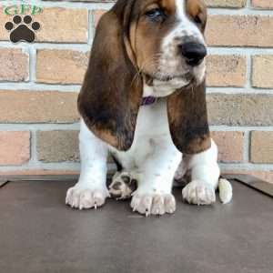 Paisley, Basset Hound Puppy