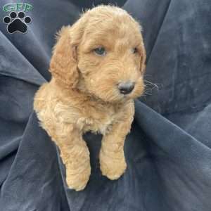Bobby, Mini Goldendoodle Puppy