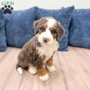 Luna, Mini Bernedoodle Puppy
