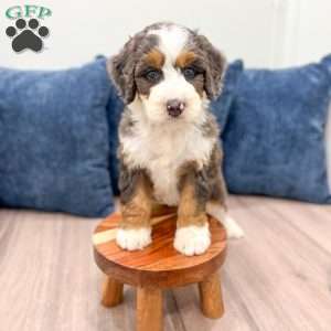Luna, Mini Bernedoodle Puppy