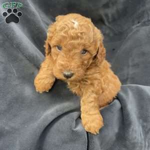 Cody, Mini Goldendoodle Puppy