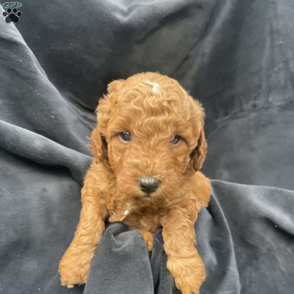 Cody, Mini Goldendoodle Puppy