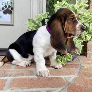 Paisley, Basset Hound Puppy
