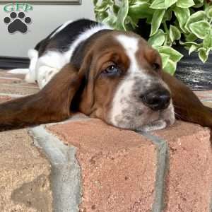 Ralfy, Basset Hound Puppy