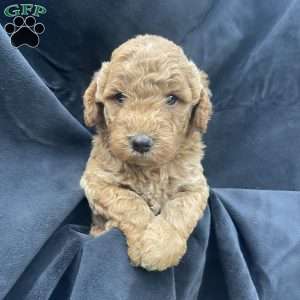 Franky, Mini Goldendoodle Puppy