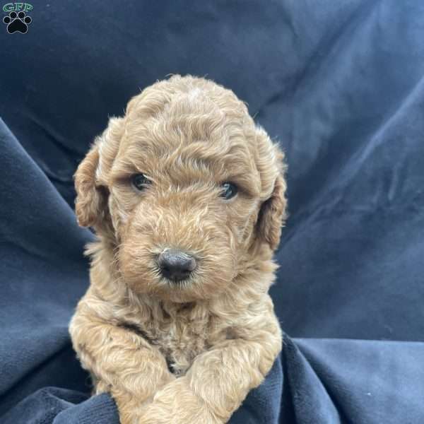 Franky, Mini Goldendoodle Puppy