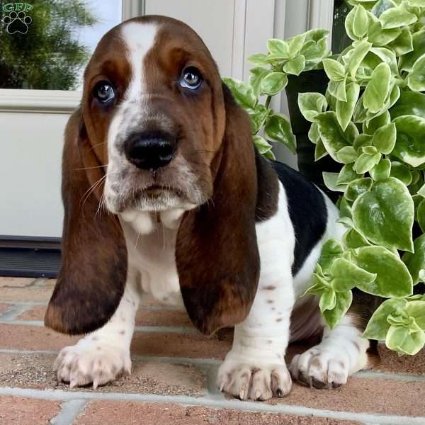 Ralfy, Basset Hound Puppy