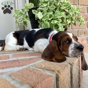 Ralfy, Basset Hound Puppy