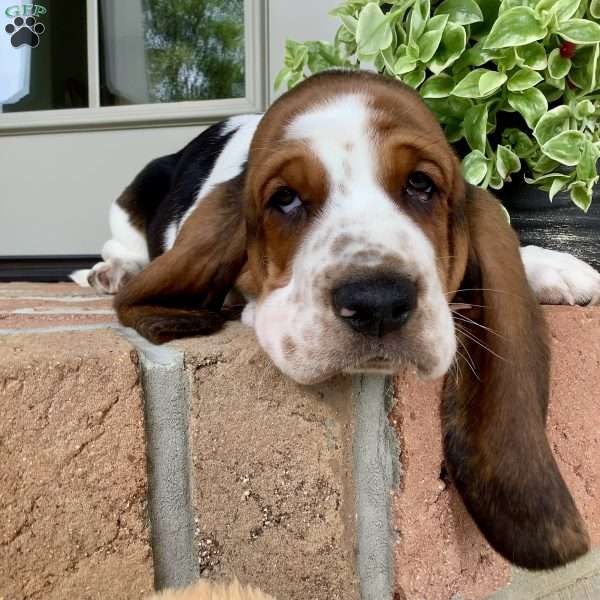 Winston, Basset Hound Puppy