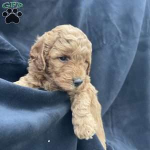 Sophie, Mini Goldendoodle Puppy