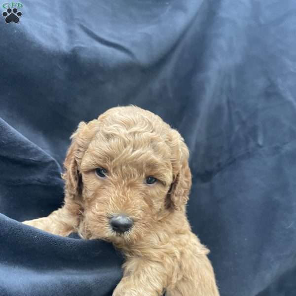 Lolla, Mini Goldendoodle Puppy