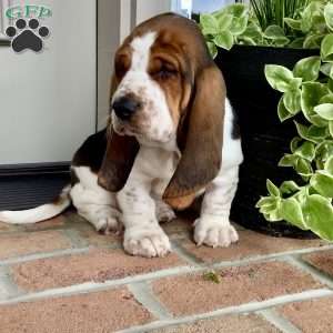 Winston, Basset Hound Puppy