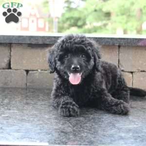 Barley, Mini Goldendoodle Puppy