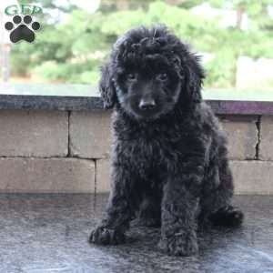 Barley, Mini Goldendoodle Puppy
