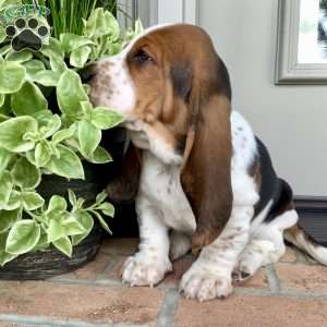 Winston, Basset Hound Puppy