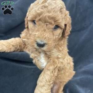 Lolla, Mini Goldendoodle Puppy