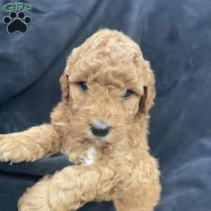 Lolla, Mini Goldendoodle Puppy